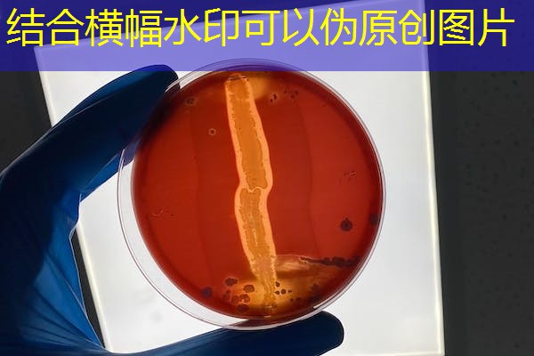 安徽吊秤衡器检测机构,威衡电子吊秤称磅 安徽吊秤衡器检测机构,威衡电子吊秤称磅