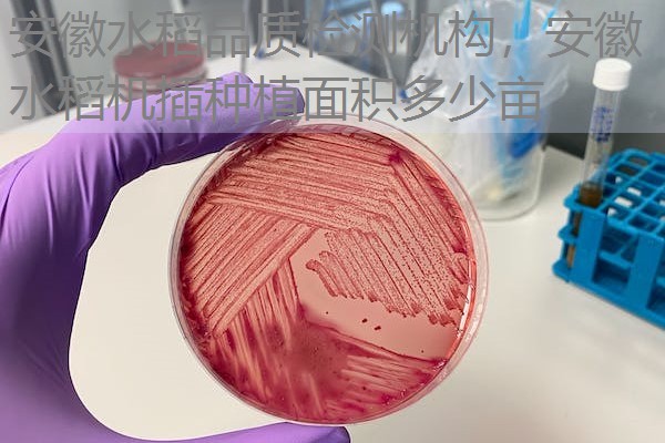 安徽水稻品质检测机构,安徽水稻机插种植面积多少亩 安徽水稻品质检测机构,安徽水稻机插种植面积多少亩