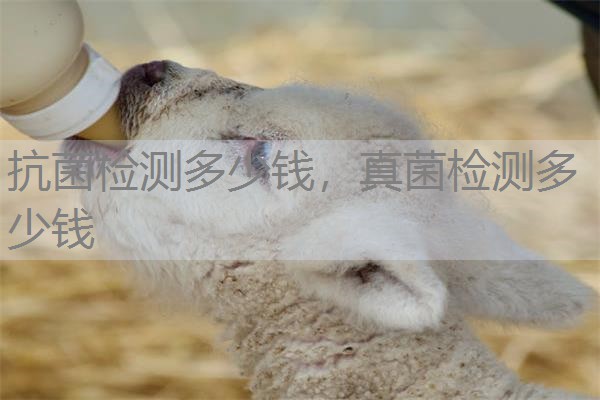抗菌检测多少钱，真菌检测多少钱