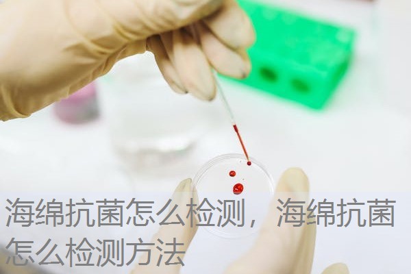 海绵抗菌怎么检测，海绵抗菌怎么检测方法