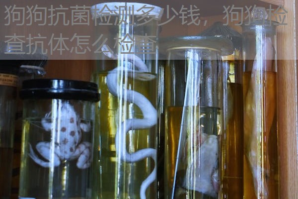 狗狗抗菌检测多少钱，狗狗检查抗体怎么检查